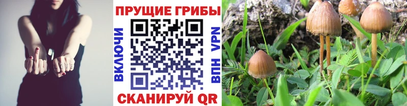 блэк спрут как войти  Тетюши  Псилоцибиновые грибы Cubensis 